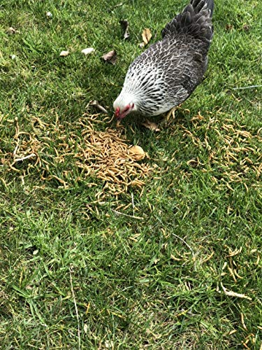 Amzey Appetizing Mealworms 22lbs-100% Non-GMO Dried Mealworms - High-Protein Meal Worm Treats -Perfect for Your Chickens,Ducks,Wild Birds,Turtles,Hamsters,Fish - size: 11 Pound (Pack of 2)