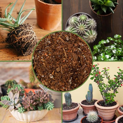 Soil Sunrise Cactus and Succulent Potting Mix (8 Quarts) Special Blend-Fast Draining and Desert-Style Gritty