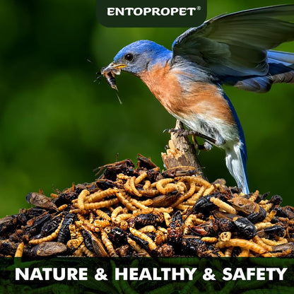 Dried Mealworms and Dried Crickets 3oz - Higher in Calcium and Richer in Protein-A Premium Medley Treat Food for Bearded Dragons,Turtle, Birds & Tropical Fish - size: 3 Ounce (Pack of 1)