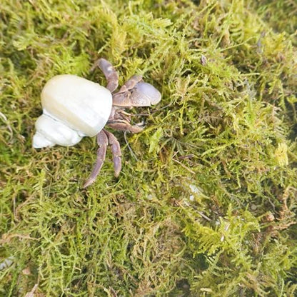 4oz Hermit Crab Moss Substrate, Perfect for Terrarium Habitat Decor& Tank Accessories, Humidity Control & Small Pet Enclosure Supplies