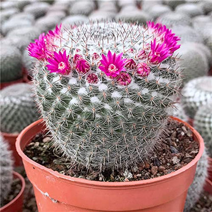 Doter Succulent and Cactus Soil Potting Mix 5.5 LBS, Bonsai Soil Mix Ready to Use, Fast Draining with Added Nutrients - size: 5.5 lbs