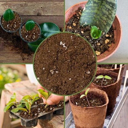 Soil Sunrise Plant Propagation Potting Mix (4 Quarts) Ideal Starter Mix for Rooting Plant Cuttings - size: 4 Quarts