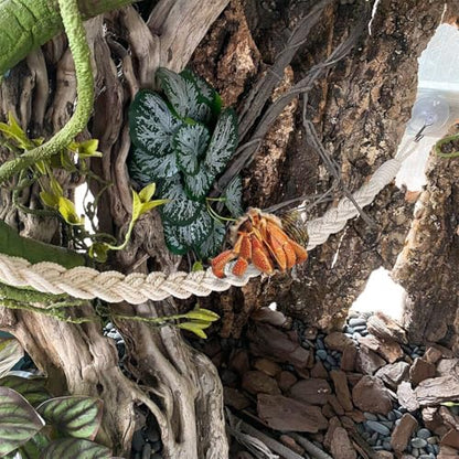 Hermit Crab Climbing Rope, 23.6 Inches, Cotton, Reptile Climbing Accessory, Off White - color: Off White