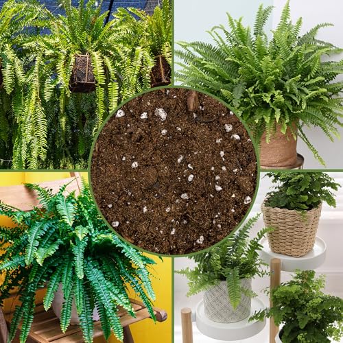 Soil Sunrise Fern Plant Potting Soil Mix (8 Quarts) Custom Hand Blended Mixture for Indoor/Outdoor Container Gardening