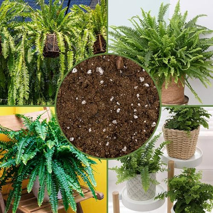 Soil Sunrise Fern Plant Potting Soil Mix (8 Quarts) Custom Hand Blended Mixture for Indoor/Outdoor Container Gardening