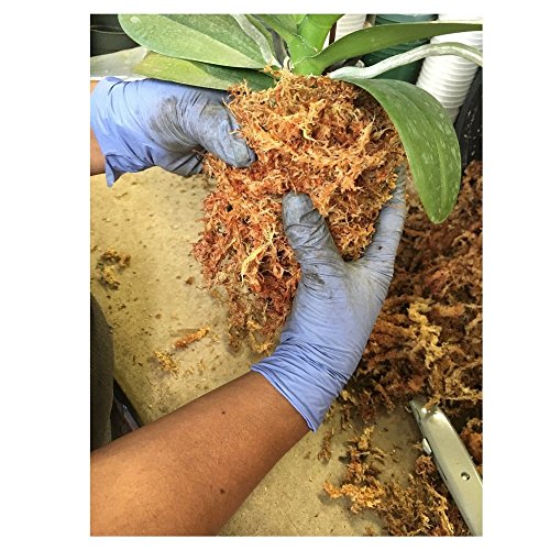 Peruvian Moss: Organic Sphagnum Moss for Orchids, Succulents, Indoor Plants & Reptile Substrate - 1 Kilo