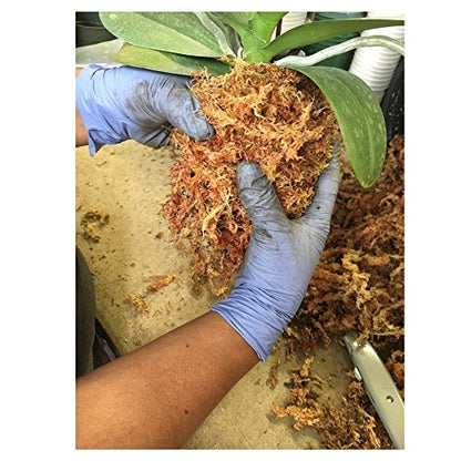 Peruvian Moss: Organic Sphagnum Moss for Orchids, Succulents, Indoor Plants & Reptile Substrate - 1 Kilo