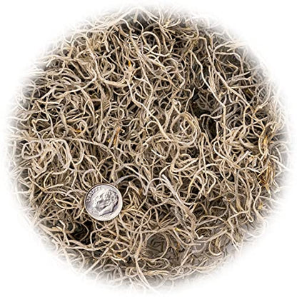 Gardenera Premium Natural Spanish Moss | Natural Preserved - Great Ground Cover - Filler for Potted Plants - 2 Quart Bag (GRD-SPANISH-MOSS-2QT) - color: SPANISH MOSS, size: 2 Quart