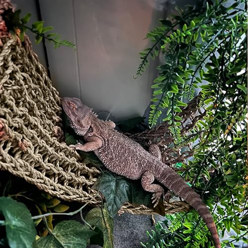 2 Pieces Bearded Dragon Hammock Large Reptile Hammock, Lizard Hammock, Bearded Dragon Climbing Habitat Tank Accessories, Reptile Bridge for Chameleon Hermit Gecko Snakes - style: 1 Rectangle + 1 Square