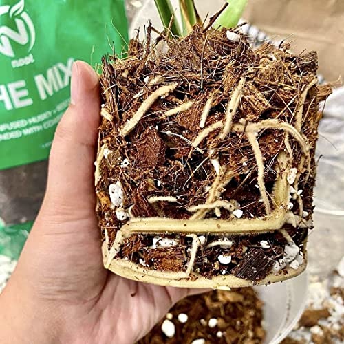 Noot Potting Soil Mix for Indoor & House Plants – 1 Gallon – Orchid, Succulent, Cactus, Aroid, Houseplant, Monstera – Bio-Organic – Fast Draining – Rapid Root Growth – Pre-Soaked & Ready to Use - size: Noot Potting Mix