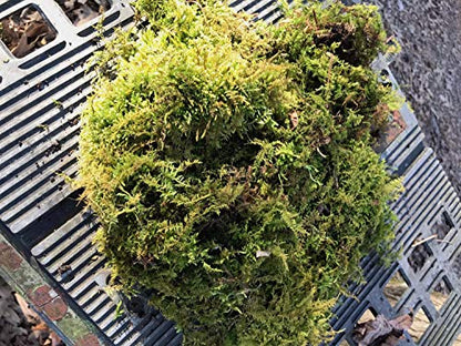 Living Mixed Moss Loose Chunks for Terrariums, Bonsai and Kokedamas 12-16 Ounce