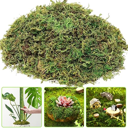 Sphagnum Moss for Plants, 5.3oz Green Dry Forest Moss Orchid Potting Mix for Potted Plants Moisture Repotting Organic Garden Mulch Natural Carnivorous Plant Moss for Reptiles, Terrarium Decor & Crafts