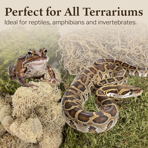 The Habitat Life - Natural Variety Pack - Mix of Reindeer, Mood, Sheet & Spanish Moss - for All Terrariums - Humidity Control - Breathable Bedding - Dye-Free & Safe - Small - 2 Pack - size: Small (2-Pack), style: Variety Pack