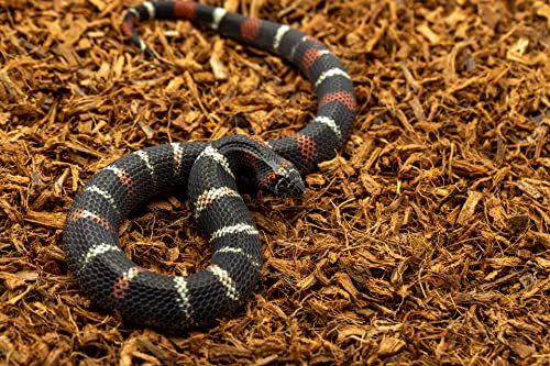 Microchip Coconut Substrate for Inverts and Reptiles Loose Fine Coconut Husk Chip Mix Reptile and Tarantula Bedding for Terrarium Floor (12 Quart (2 Pack)) - size: 12 Quart (2 Pack)