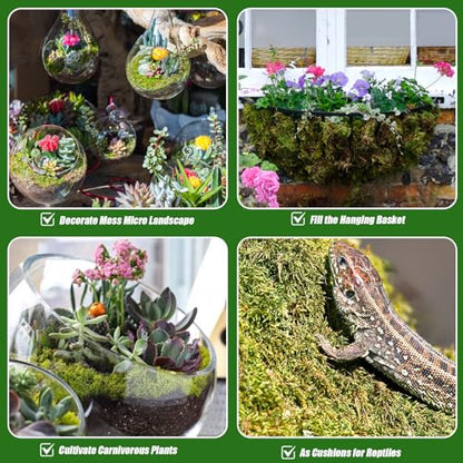 Doter Dried Forest Moss for Plants (10 qt / 2 pcs), Sphagnum Potting Moss for Various Plants, Including Orchids, Carnivorous Plants, Succulents, Garden Flowers, and Reptiles