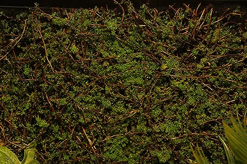 AQUA KT Terrarium Moss Background Backdrop Wall Artificial Reptile Amphibian Cage Decoration for Lizard Bearded Dragon Snake Frog Chameleon Climbing, Pack of 2
