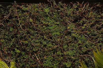 AQUA KT Terrarium Moss Background Backdrop Wall Artificial Reptile Amphibian Cage Decoration for Lizard Bearded Dragon Snake Frog Chameleon Climbing, Pack of 2
