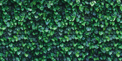YongFoto Reptile Terrarium Background 24x12 inch Reptile Tank Background Botanical Plant Green Leaves Vine Wall Reptile Habitat Background Bearded Dragon Fish Tank Aquarium Background Backdrop - color: Green, size: 24x12in/60x30cm
