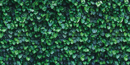 YongFoto Reptile Terrarium Background 30x12 inch Reptile Tank Background Botanical Plant Green Leaves Vine Wall Reptile Habitat Background Bearded Dragon Fish Tank Aquarium Background Backdrop - color: Green, size: 30x12in/75x30cm