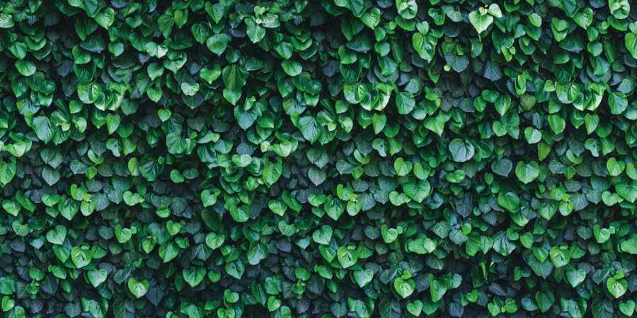 YongFoto Reptile Terrarium Background 24x16 inch Reptile Tank Background Botanical Plant Green Leaves Vine Wall Reptile Habitat Background Bearded Dragon Fish Tank Aquarium Background Backdrop - color: Green, size: 24x16in/60x40cm