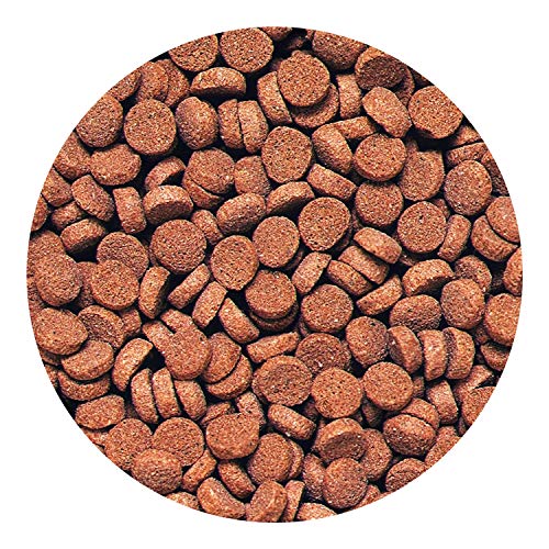 Hikari Sinking Carnivore Pellets for Pets, 2.61-Ounce - size: 2.61 Ounce (Pack of 1)