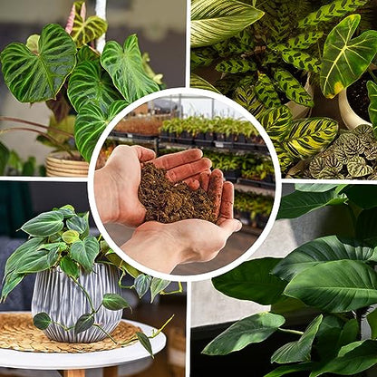 Soil Sunrise Philodendron Plant Potting Soil Mix (8 Quarts) Special Blend for Heart Shape Philodendron Plants Et Al.