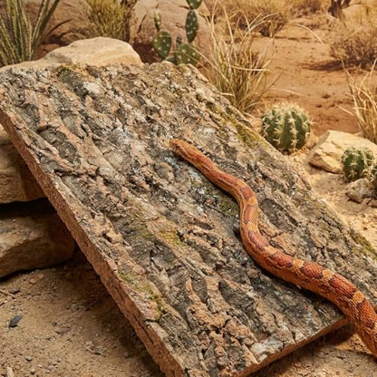DECHOUS 3Pcs Natural Cork Bark Background for Reptile Tank, Terrarium Decor 15.8" X 12" Tree Barks Wall Panel Climbing Cork Pieces for Lizard Gecko Chameleon Snake Habitat