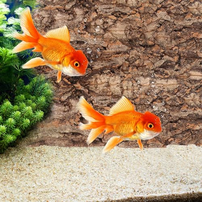 POPETPOP Terrarium Bark Background 3-Pack Natural Cork Aquarium Decor Reptile Tank Accessory 7.87X3.93X0.47In Reusable Bark Wall for Bearded Dragon Fish Tank Background