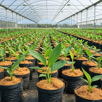 Natural Coconut Husk Fiber Organic Pure Coconut Husk Silk for Plants Coco Coir Fiber Substrate Loose & Fluffy Non-Vacuumed Easy to Separate for Orchids 3.5 Oz (100g) - size: 100g