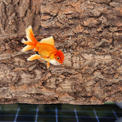 POPETPOP Terrarium Bark Background 3-Pack Natural Cork Aquarium Decor Reptile Tank Accessory 7.87X3.93X0.47In Reusable Bark Wall for Bearded Dragon Fish Tank Background