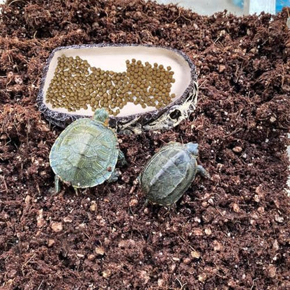 Tfwadmx Reptile Water Bowl, Reptile Feeding Dish, Bearded Dragon Water Dish, Turtle Feeding Bowl for Tortoises, Snakes, Lizards, Geckos, Chameleons - color: Bowl-1Pcs