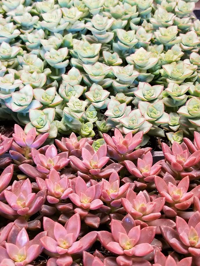 Fat Plants San Diego Premium Cacti and Succulent Potting Mix Soil - for Cactus Palm Tree Citrus Plant Grown in Gardening Containers - Indoors & Outdoors Use - with Natural Food/Fertilizer - size: Gallon