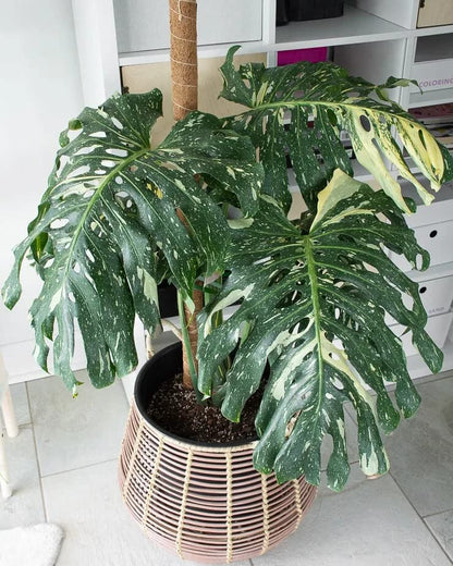 Premium Thai Constellation Monstera Soil Mix - Trusted by Experts for Strong and Healthy Plants by Gardenera - 20 Quart (4 Bags of 5 Quart) - size: 20 QUART