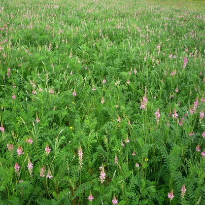 Outsidepride Sainfoin Seeds - 5 lb. Perennial, Drought-Tolerant & Pollinator Friendly, Legume Seeds for Planting Prolific & Deep Rooted Flowers, Great for Hay, Pasture, and Wildlife Grazing - size: 5 LBS