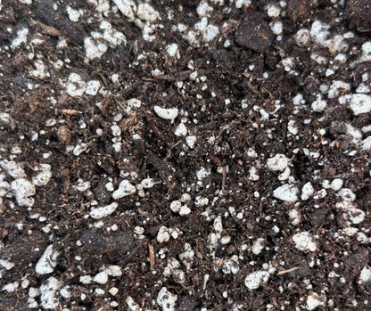Sungro Horticulture Succulent Cactus Potting Mix - Fast Draining, Black Gold - 8 Qt - Earthworm Castings, Pumice, Perlite
